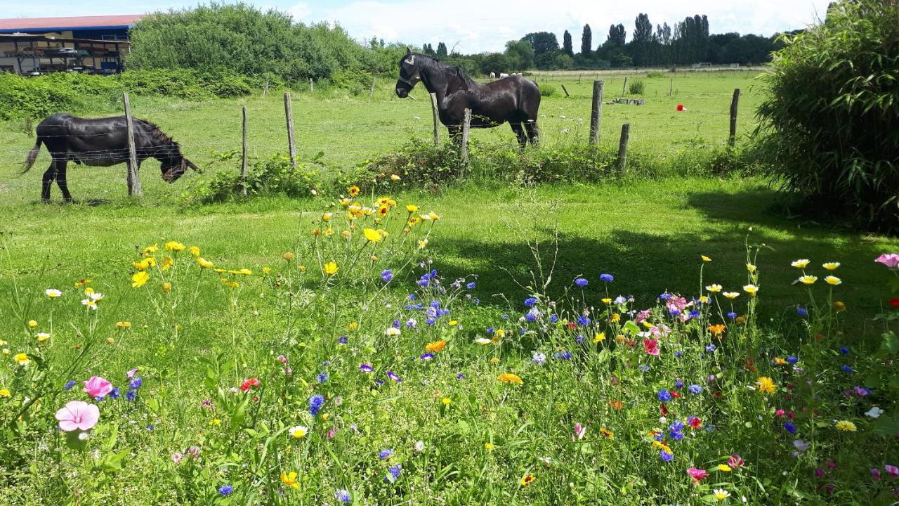Gite "Le Platane" 45 M2 - Climatise Monswiller Exteriér fotografie